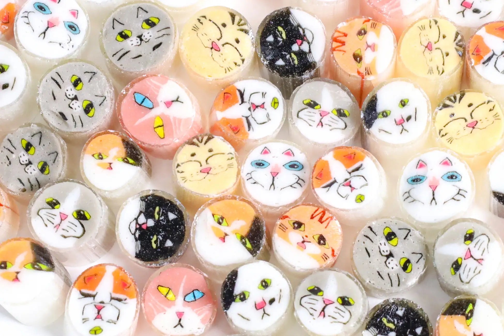 SNS応募から選ばれた10匹のネコがモデルの「我が家のねこミックス」や