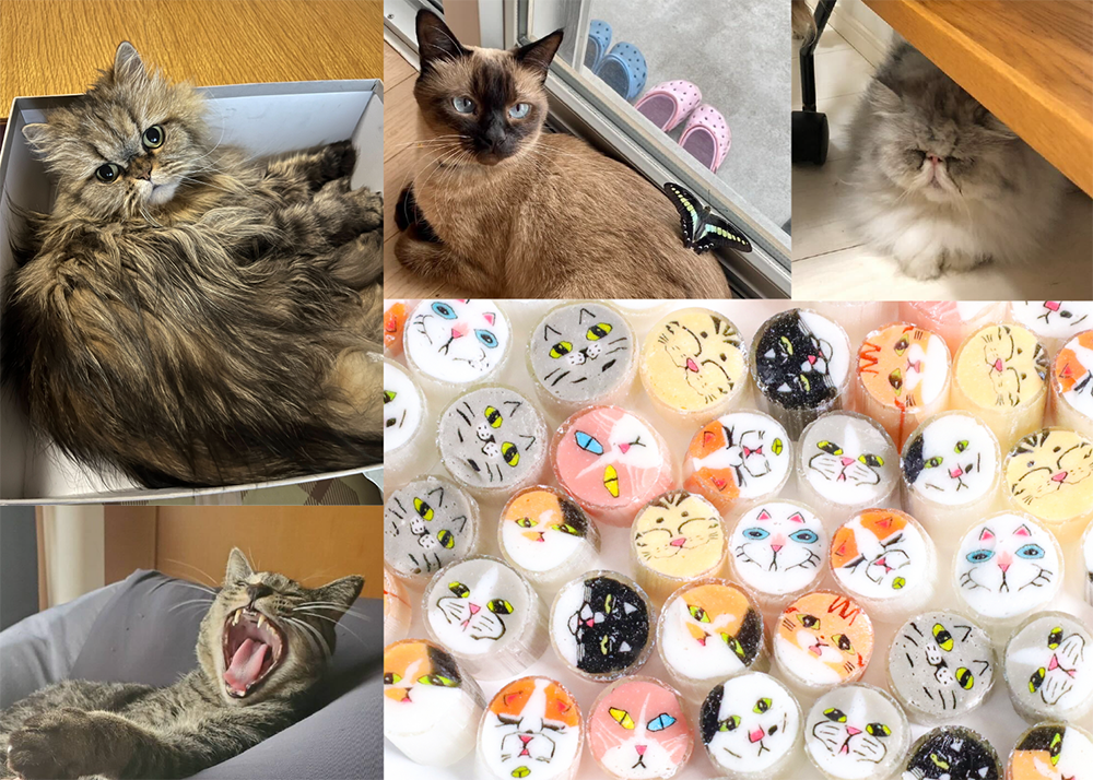 お誕生会ハブられ猫 愛くるしいネコちゃんの顔を、パパブブレの職人がキャンディで再現